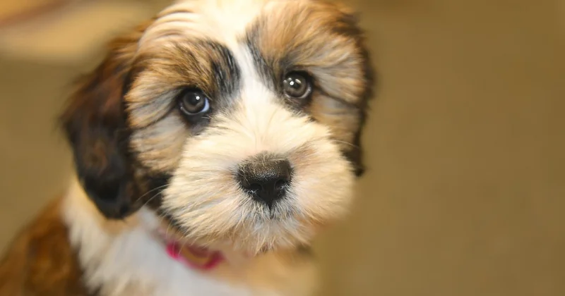 Tibet Terrier Größe: kleiner als erwartet, größer im Kopf