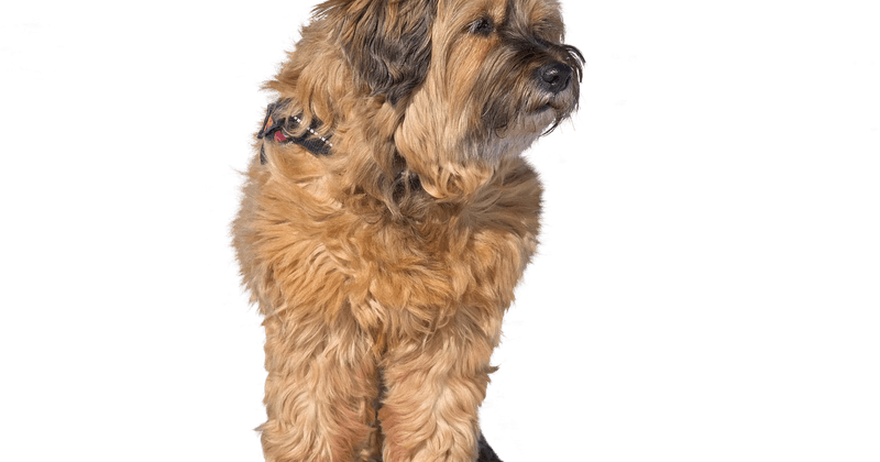 Tibet Terrier: Der treue Begleiter aus dem Dach der Welt