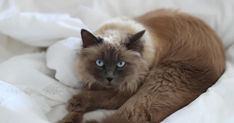 Eremitage Sankt Petersburg Katzen: was hat es damit auf sich?