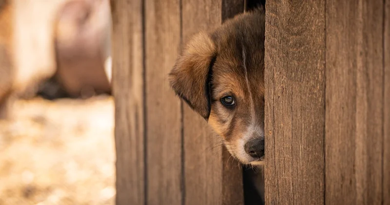 Tibet Terrier in Not: warum es sich lohnt, hier zu schauen